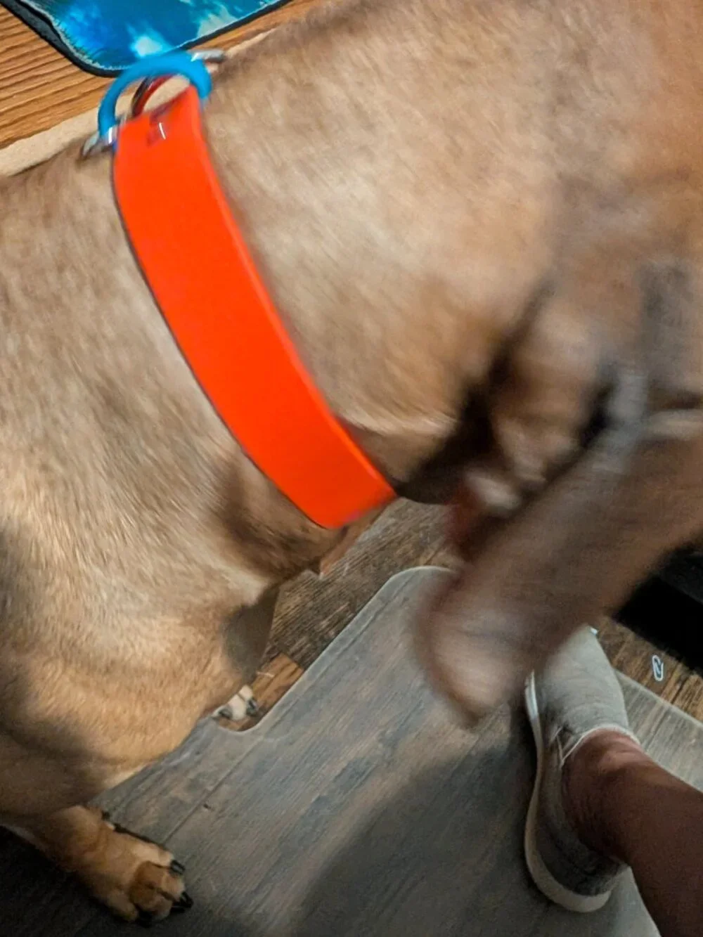 Canada Pooch Ltd High Vis Orange Safety Harness and Biothane Collar L/XL
